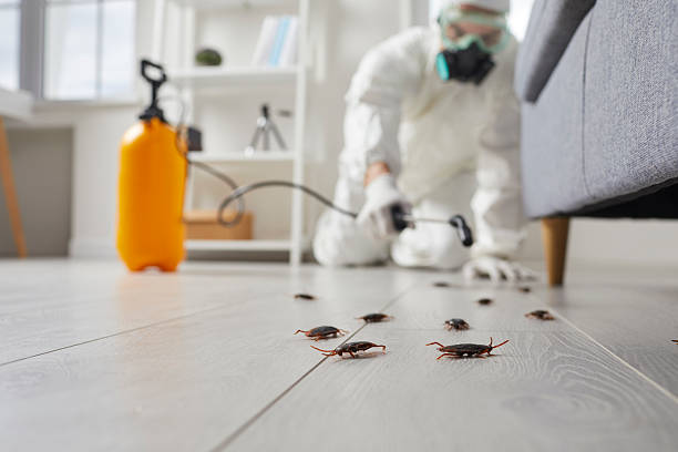 Commercial Rodent Management in Lithopolis